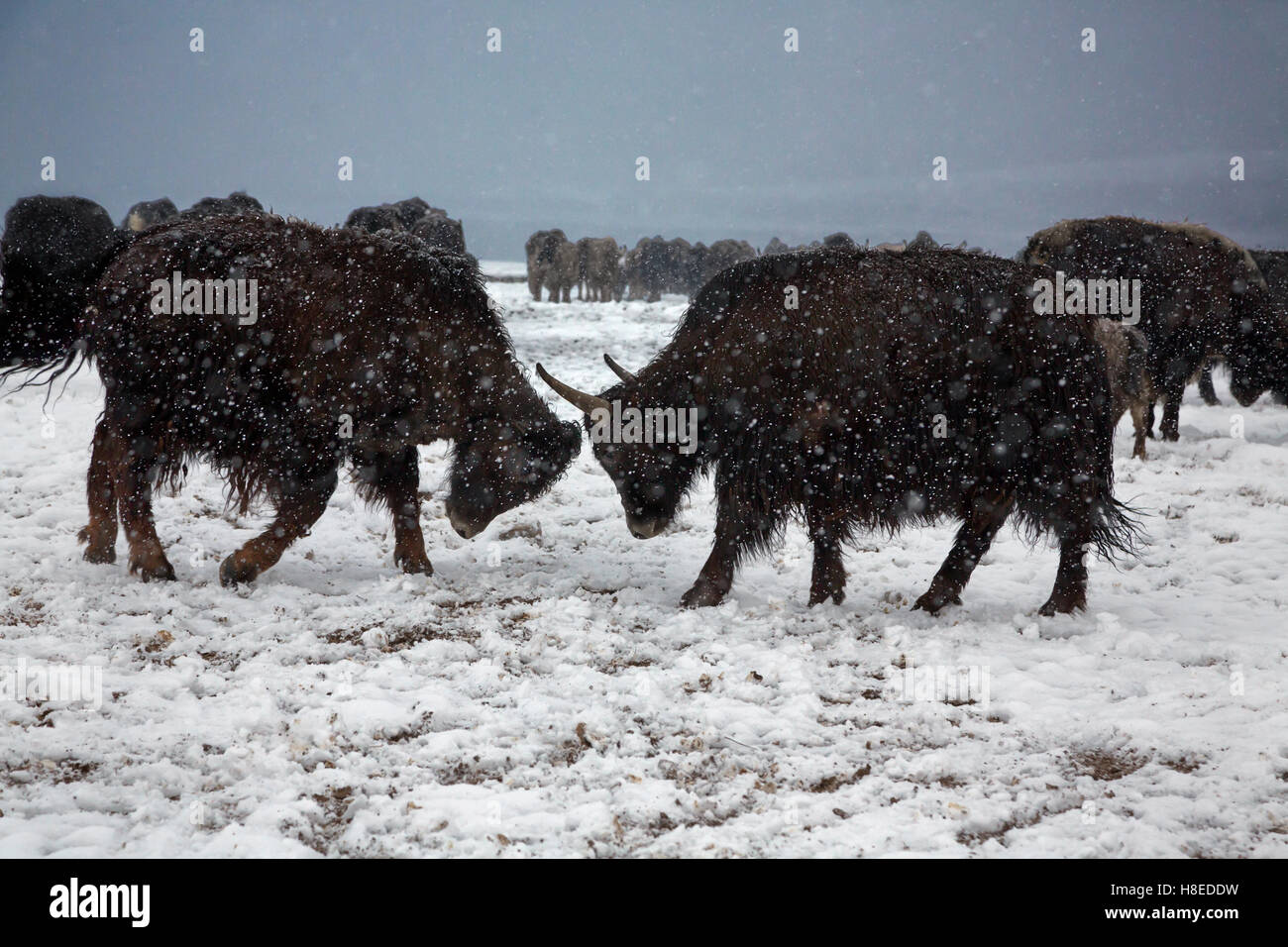 Los yaks en la nieve en aldea Bulunkul GBAO, provincia, Tayikistán Foto de stock