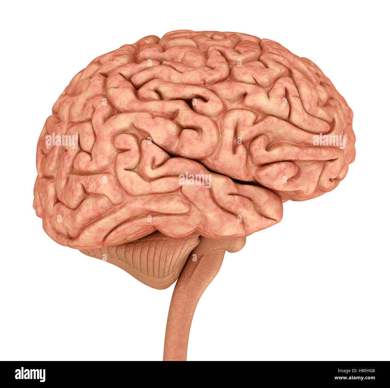 Introducir 98+ imagen modelo 3d cerebro humano - Abzlocal.mx