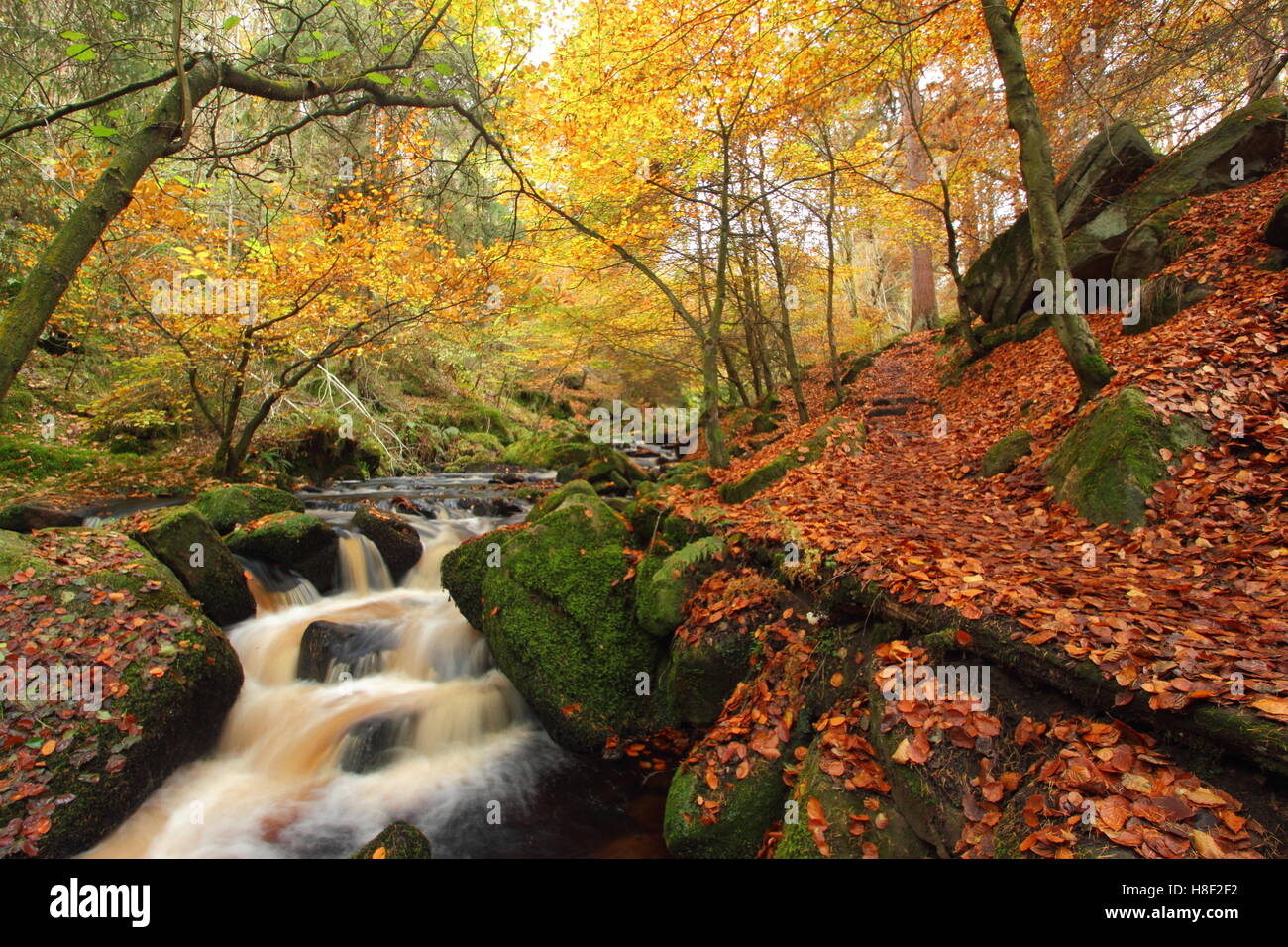 Wyming Brook en otoño en la ciudad de Sheffield, Peak District National Park, South Yorkshire, norte de Inglaterra, Reino Unido Foto de stock