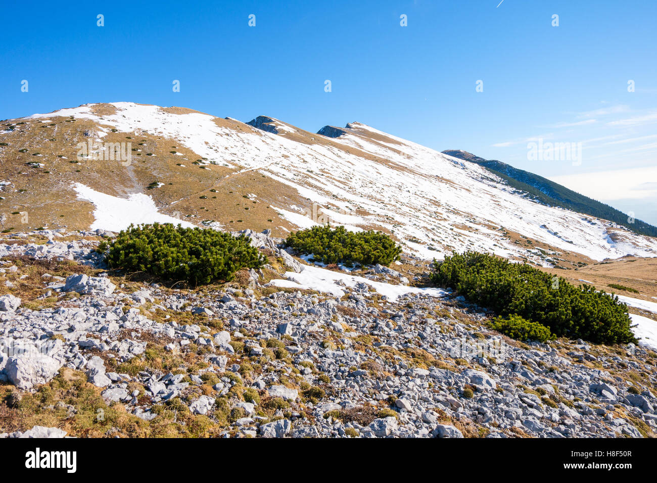 Ridge con nieve y pino enano arbustos Foto de stock