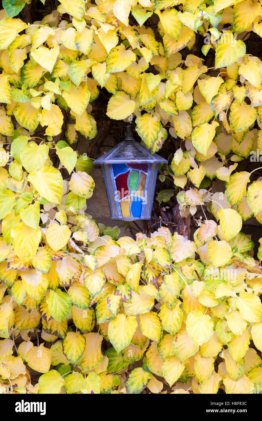 Fuera de la casa de cristal de color de pared de luz rodeado por hojas de otoño Foto de stock