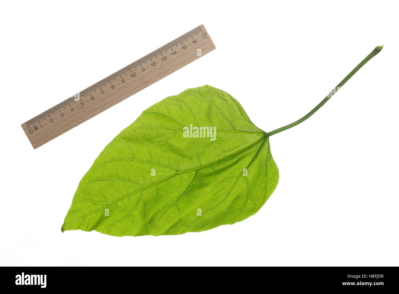 Gewöhnlicher Trompetenbaum, Catalpa bignonioides catalpa, sur, cigartree, Indio-frijol-tree, Arbre aux haricots, Catalpa bou Foto de stock