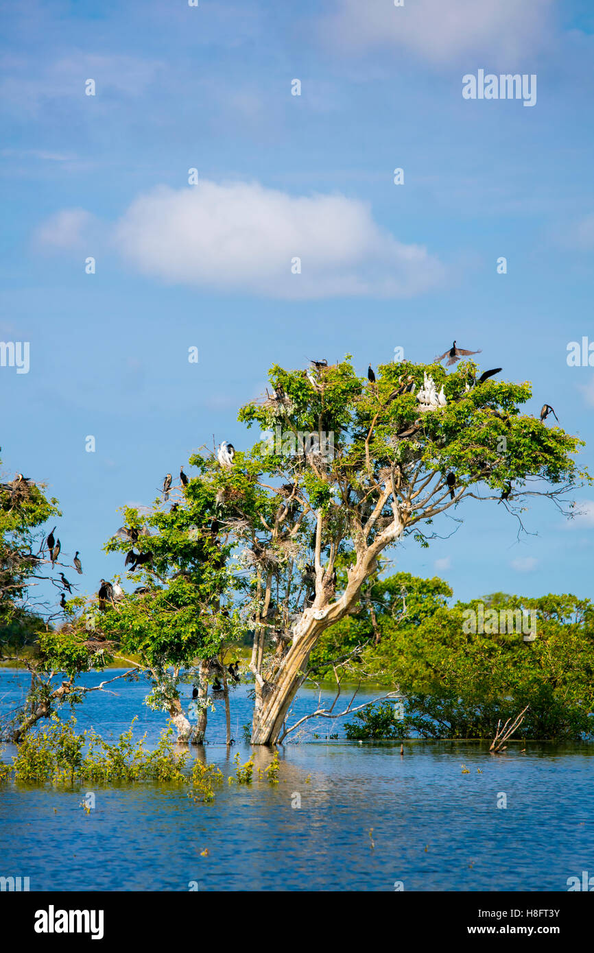 Prek Total santuario de aves, el lago Tonle Sap, en Camboya Foto de stock
