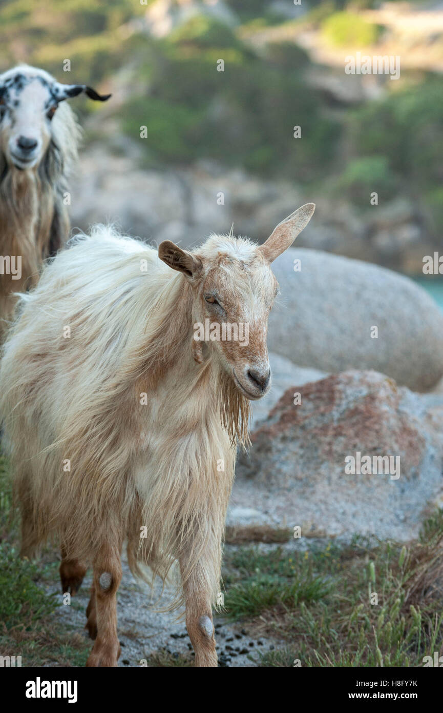 Italia, Cerdeña, cabras salvajes en el Capo Testa, cabras (Capra) son una especie de la familia ganadera (bóvidos) Foto de stock