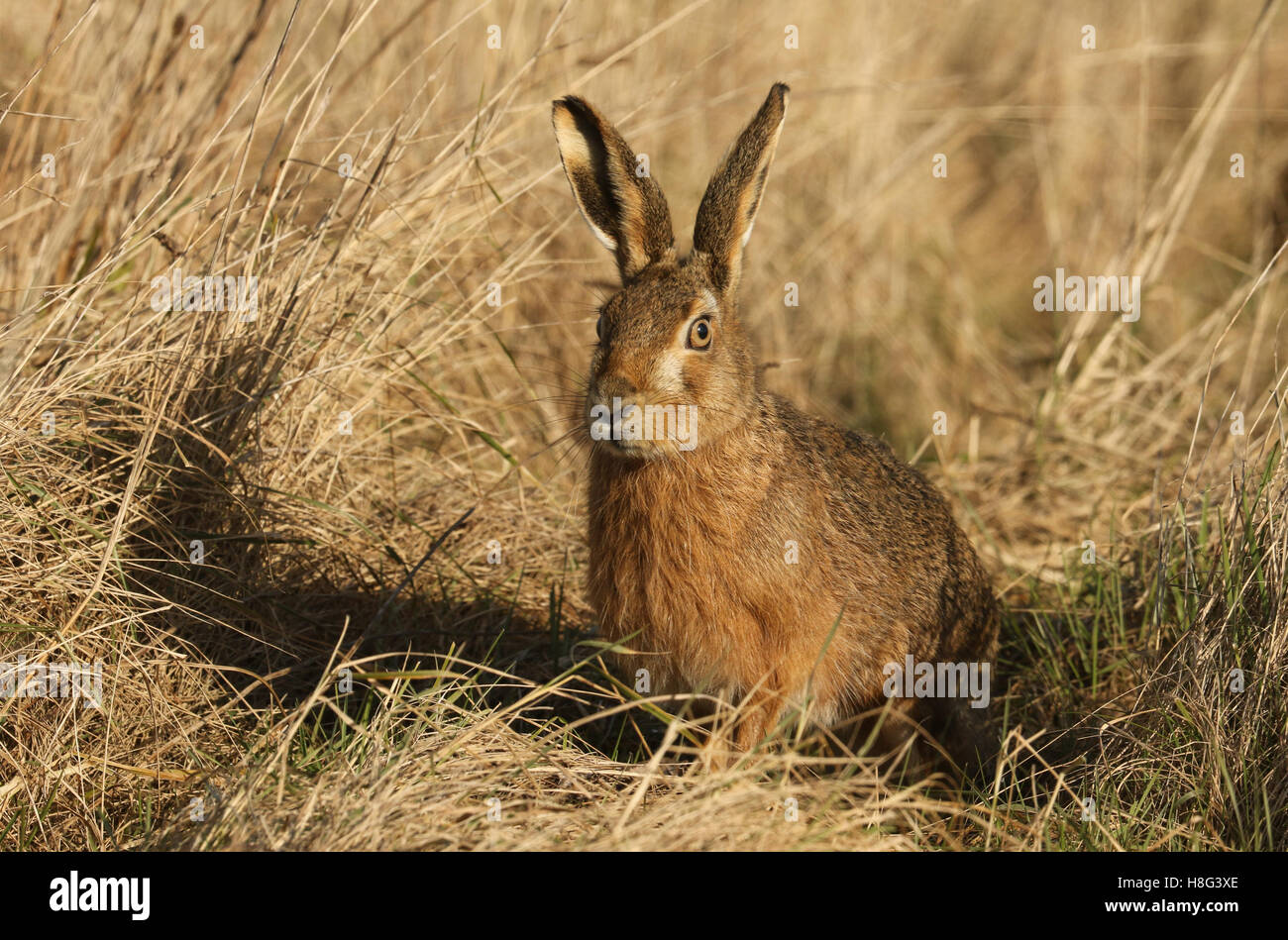 Un marrón de la liebre (Lepus europaeus) emplazamiento en los prados. Foto de stock