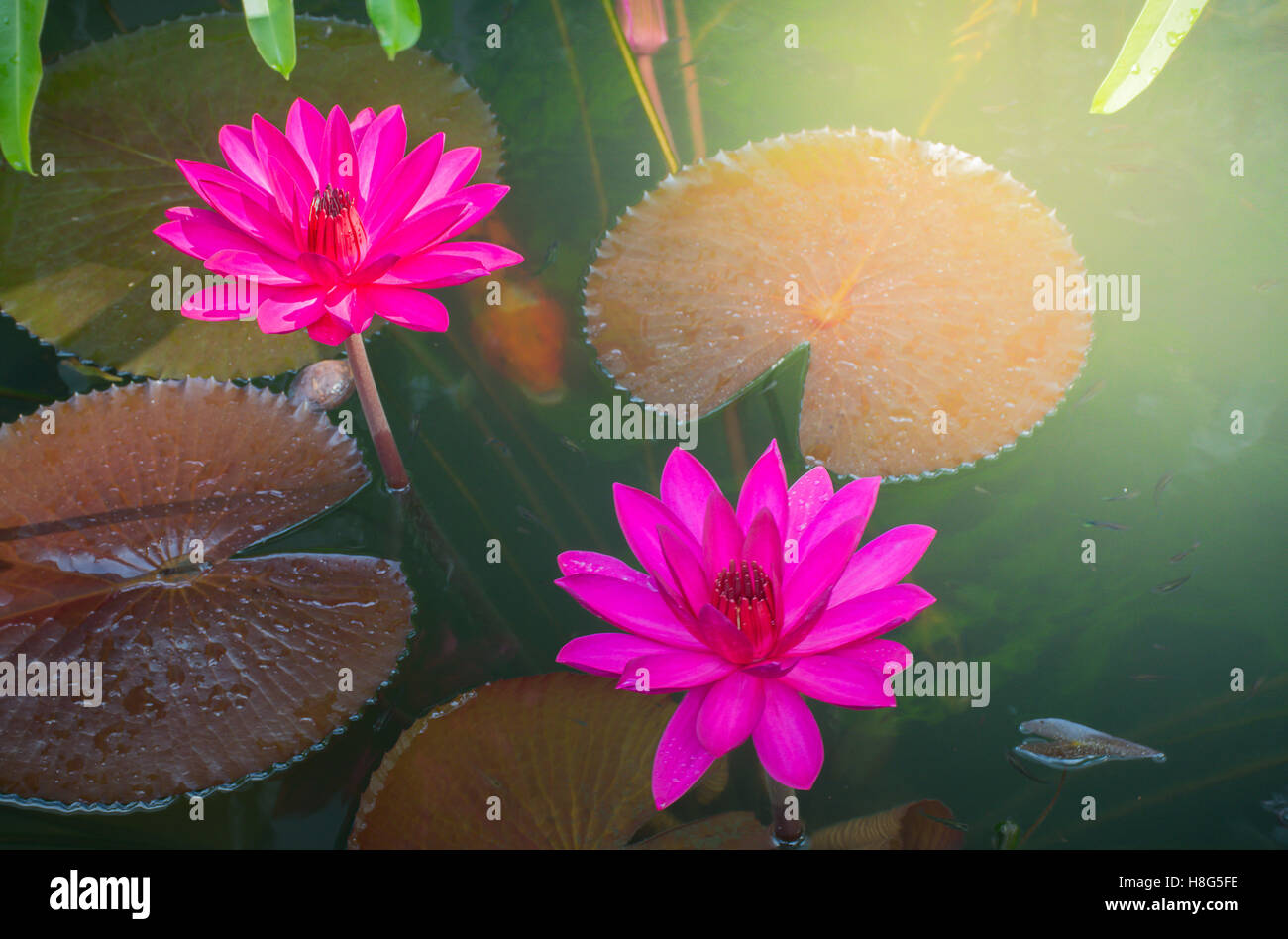 Cerrar foto de color rosado brillante twin Lotus Blossom o nenúfar en un estanque fondo con luz del sol de la mañana Foto de stock