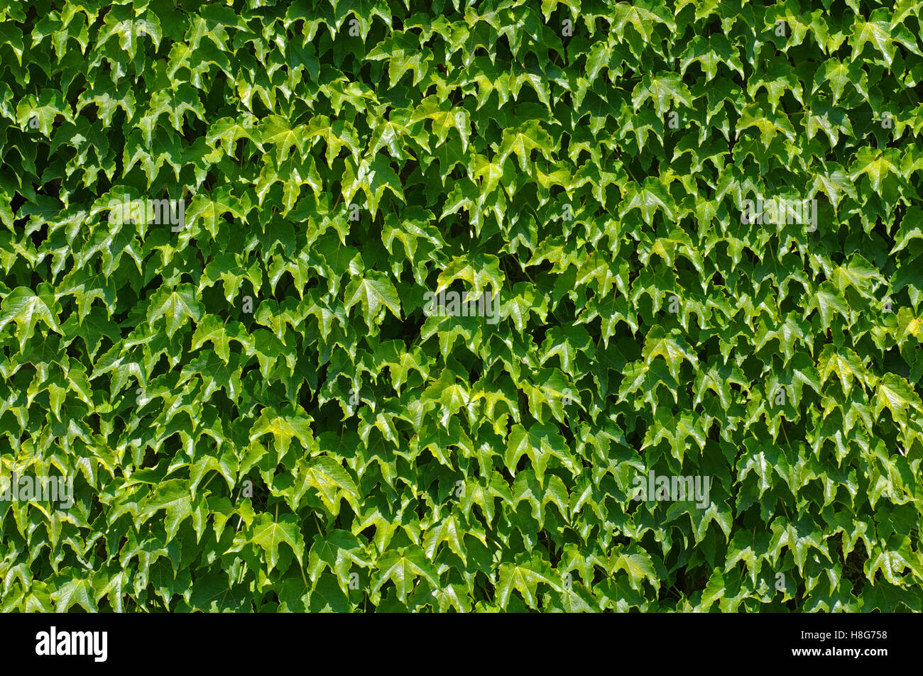 Parthenocissus tricuspidata, la hiedra de Boston o japonés, reductor de la familia Vitaceae Foto de stock