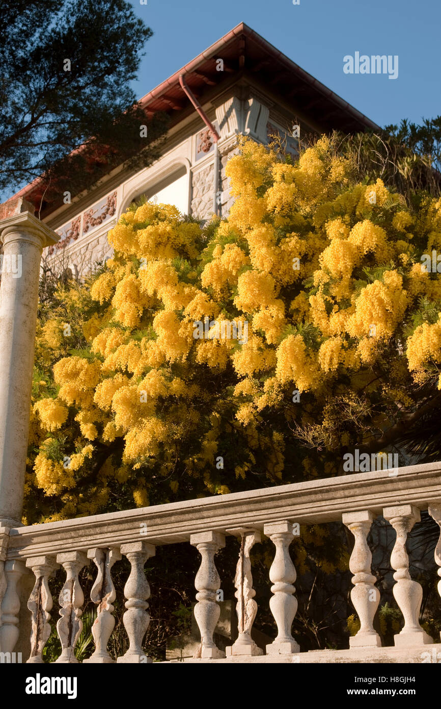 Frankreich, Cote d Azur, bei Saint Raphael, Alte Villa mit blühenden Mimosen ( Akazien ) Foto de stock