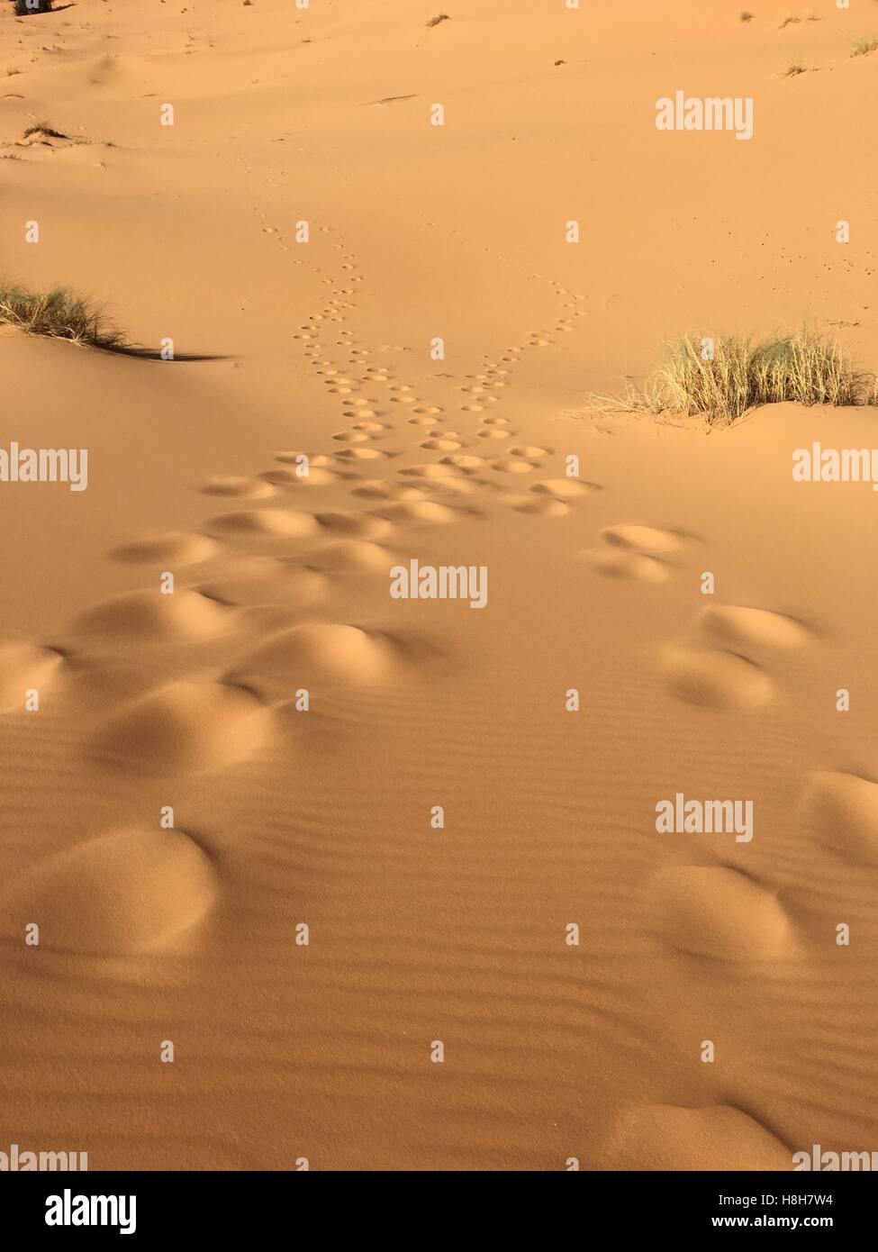 Vacío ilimitado panorama del desierto del norte de África Bechar Argelia, arena del desierto Taghit Foto de stock