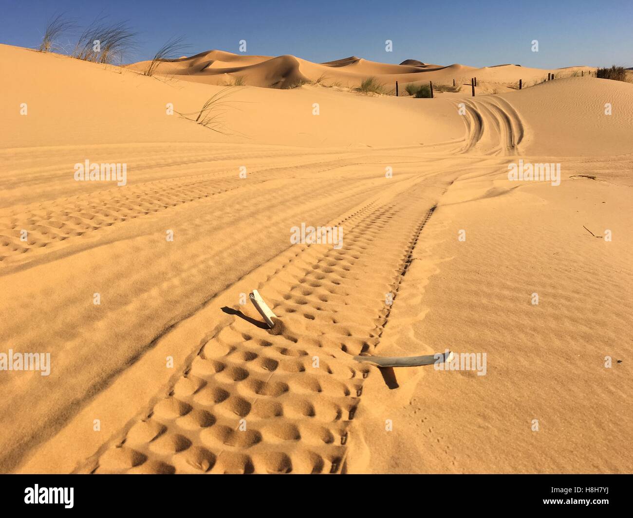 Hueso de camello en el desierto del norte de África Argelia Bechar, sandy Taghit Foto de stock