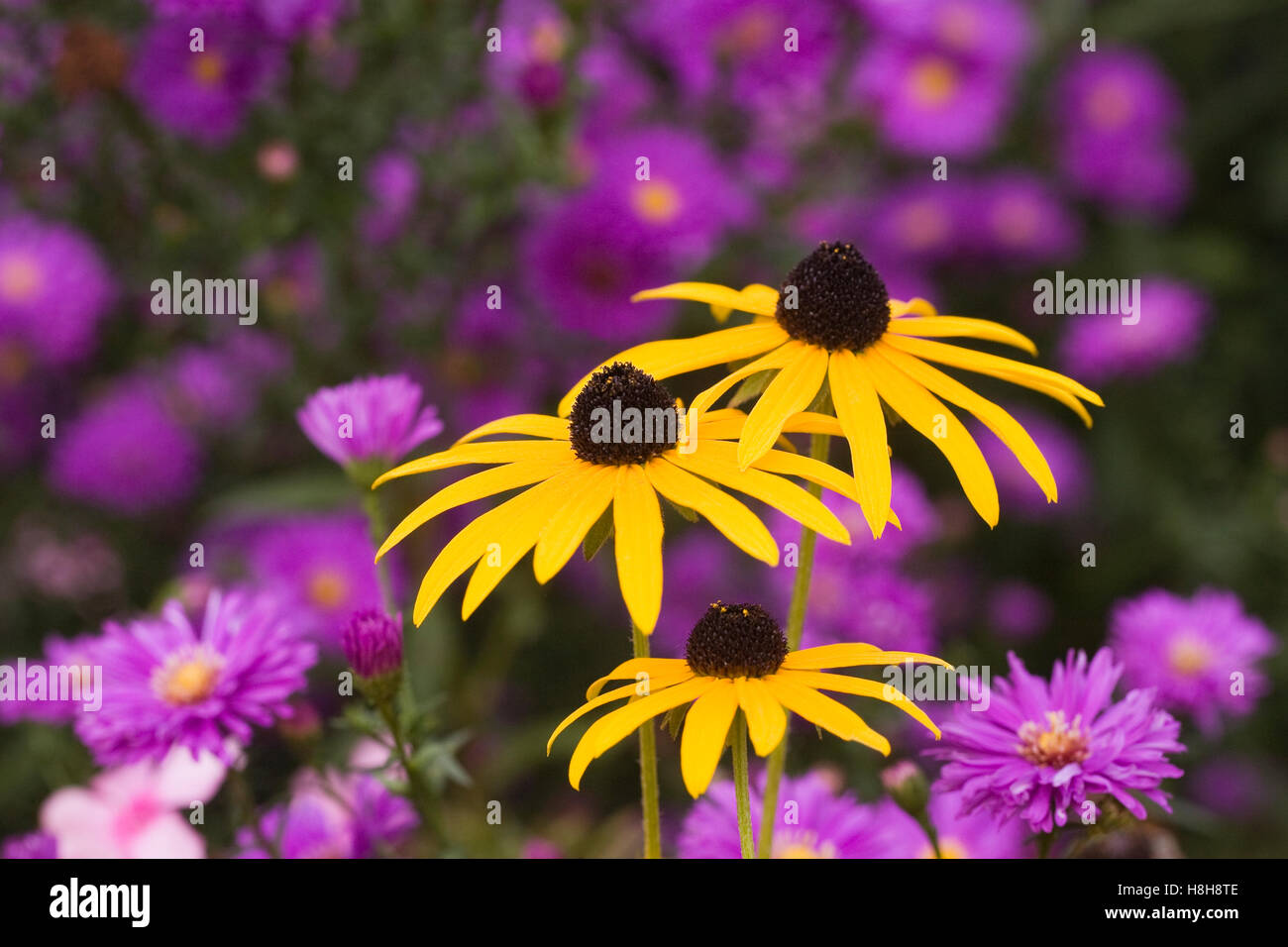 Rudbeckia flores que crecen en una frontera herbácea. Foto de stock