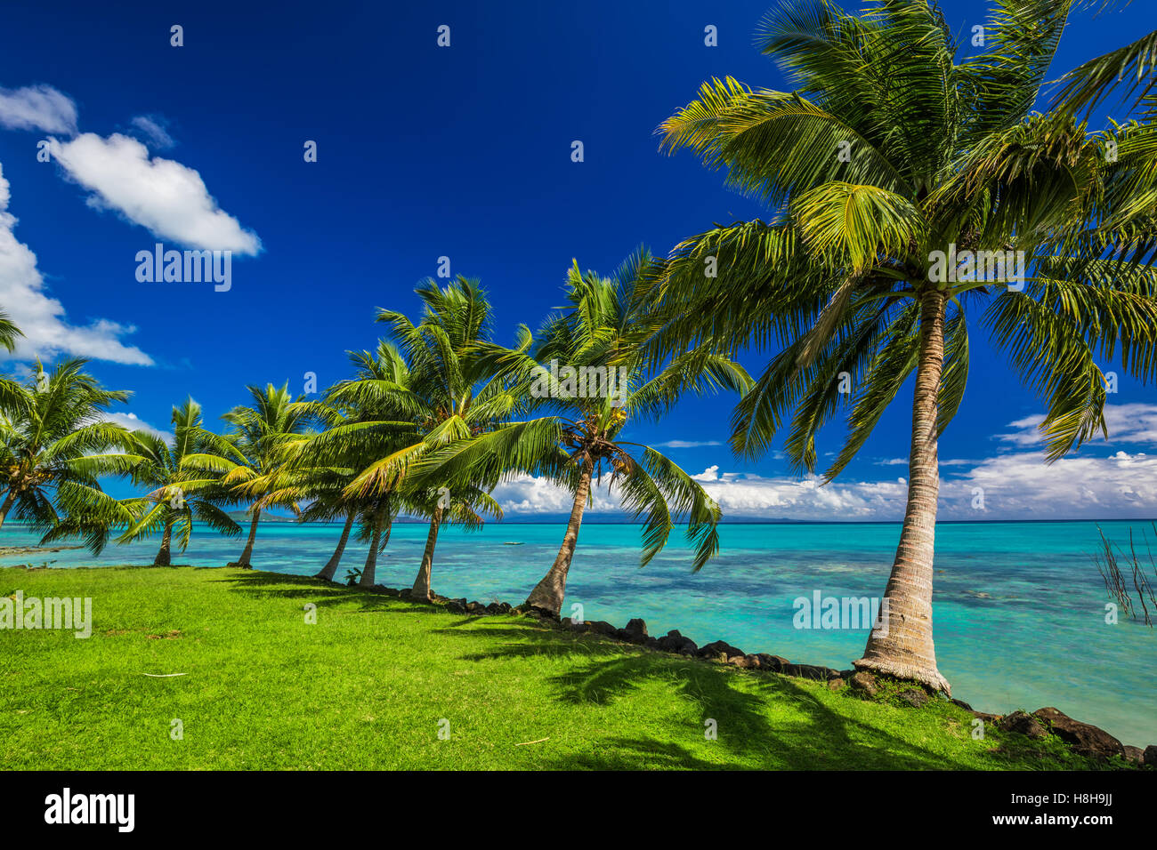 Playa Tropical en el lado norte de la isla de Samoa con muchas palmeras Foto de stock