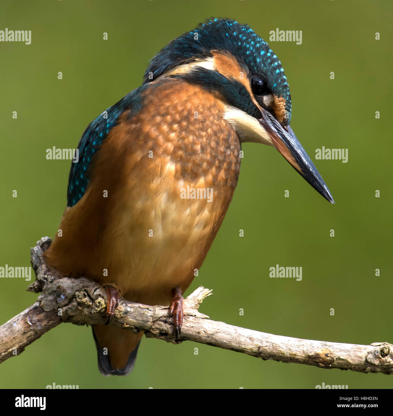 Posado Kingfisher Foto de stock