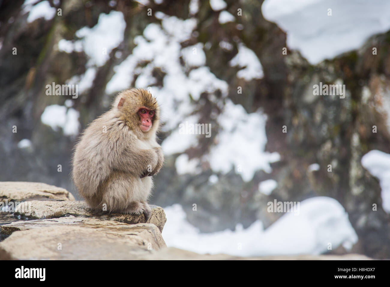 Mono de nieve en un onsen (aguas termales naturales), ubicado en el Parque Jigokudani, Yudanaka. Nagano, Japón. Foto de stock