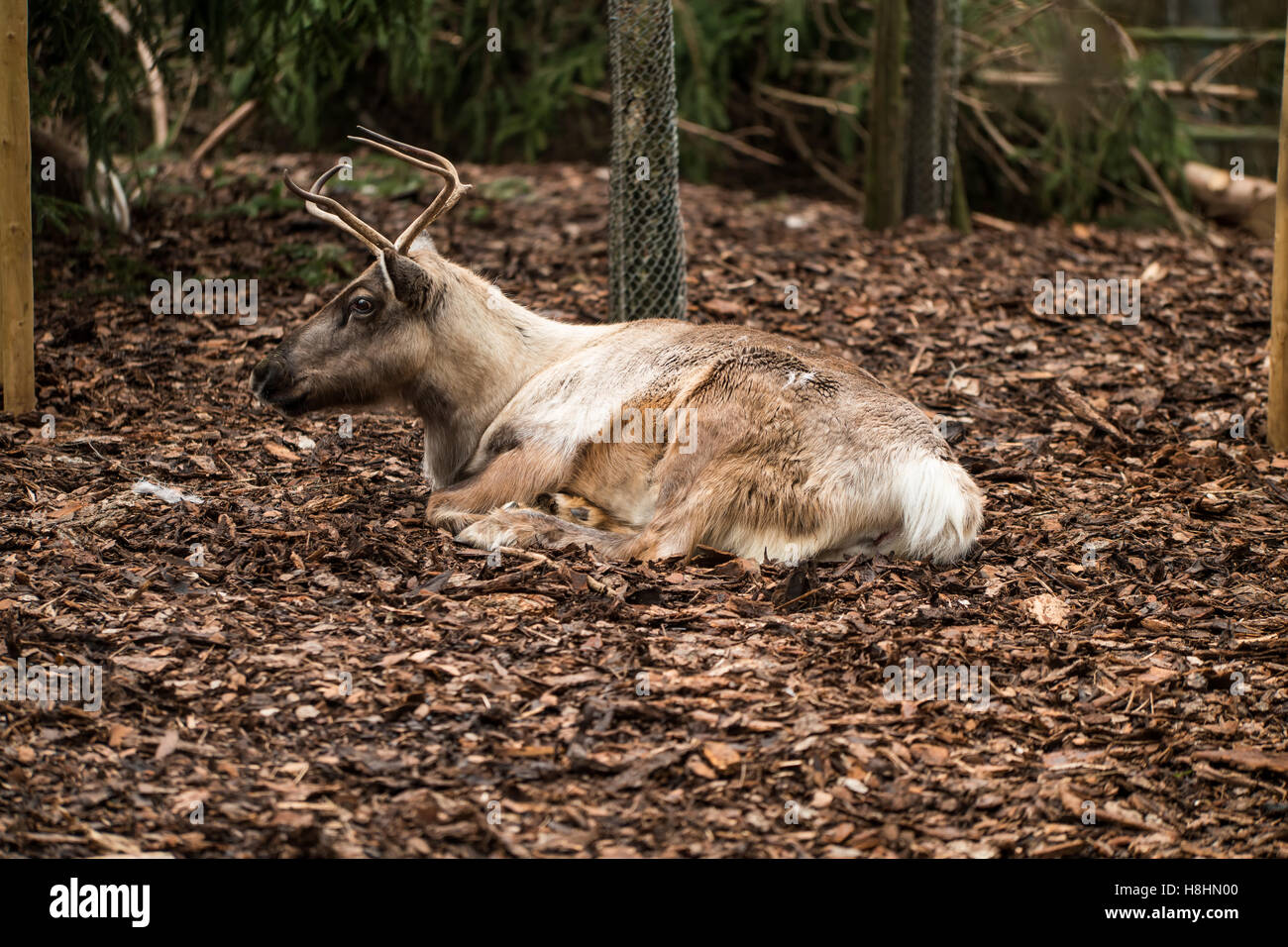 Un pequeño ciervo con astas poniendo en hojas marrones. Foto de stock