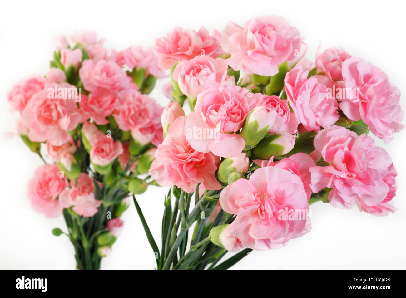 Clavel rosa flores sobre fondo blanco. Foto de stock