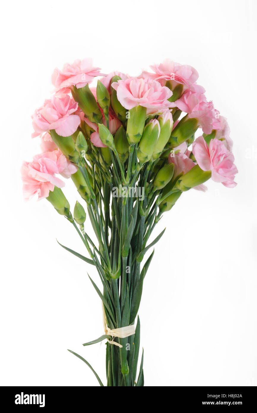 Clavel rosa flores sobre fondo blanco. Foto de stock
