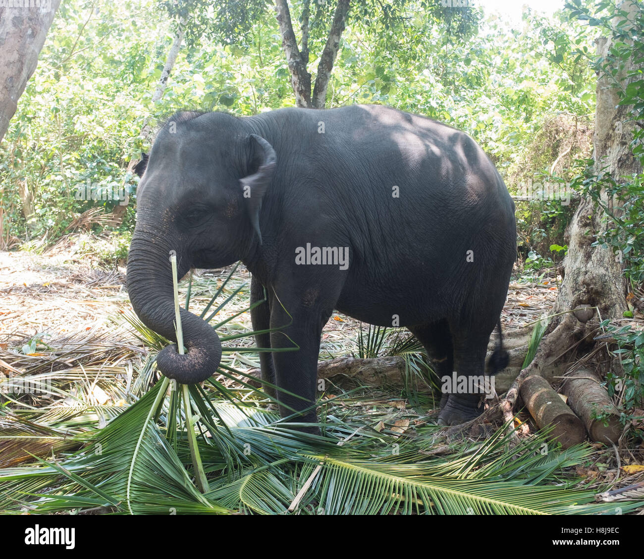 Alimentación Elefante joven en Sri Lanka Foto de stock