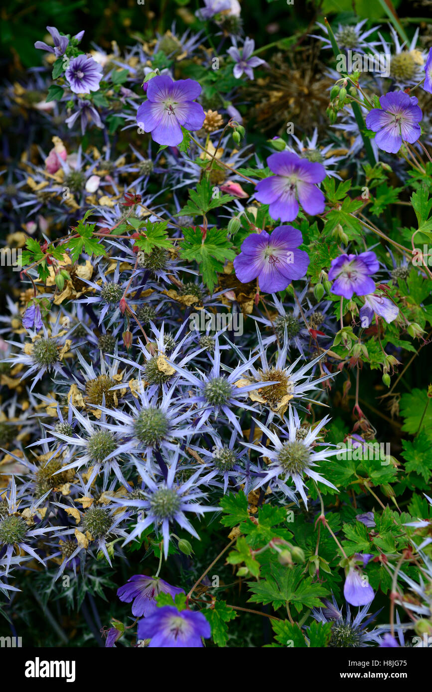 Geranium eryngium azul flores flores flores lecho mixto mezcla combinación borde floral RM Foto de stock