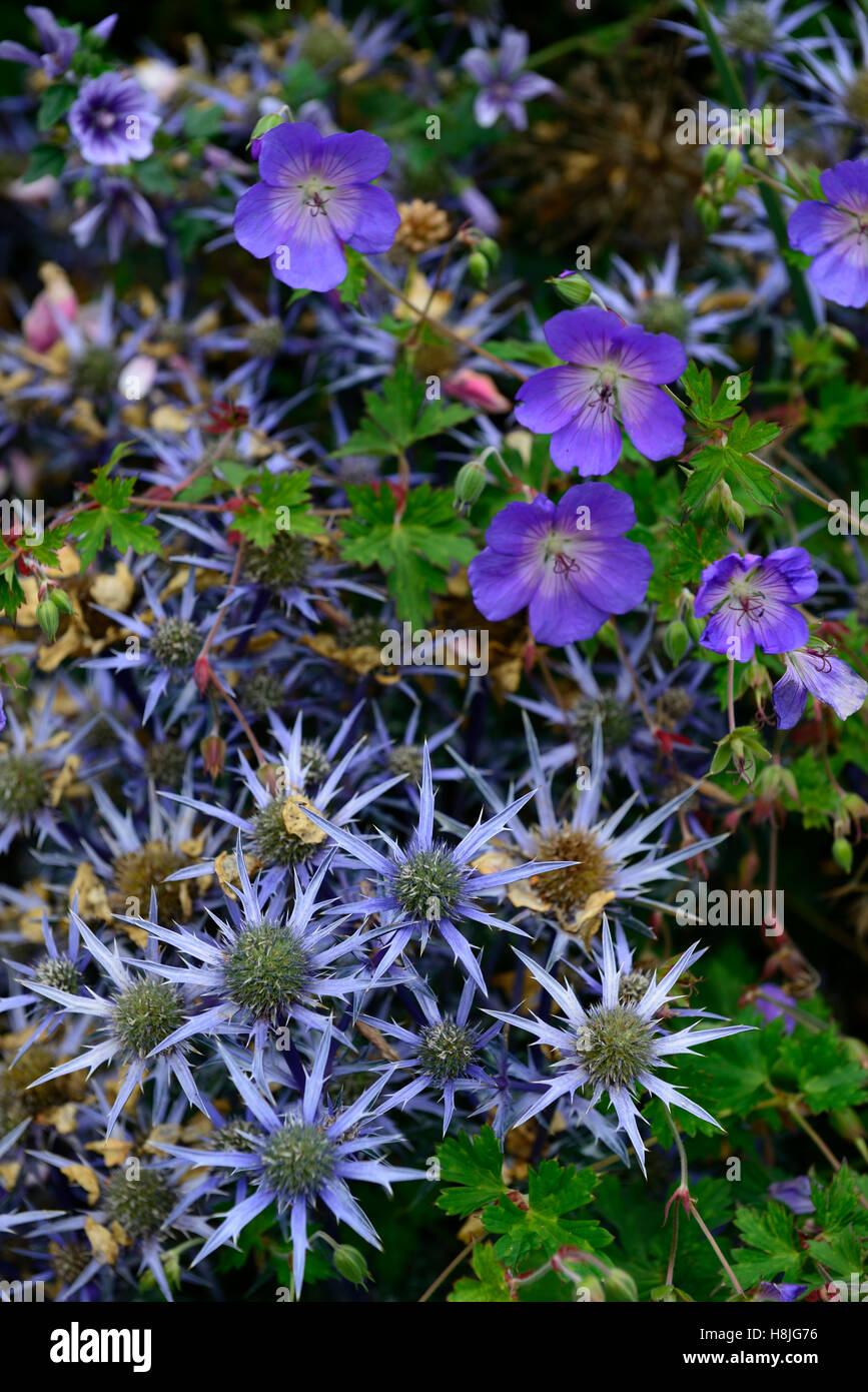 Geranium eryngium azul flores flores flores lecho mixto mezcla combinación borde floral RM Foto de stock
