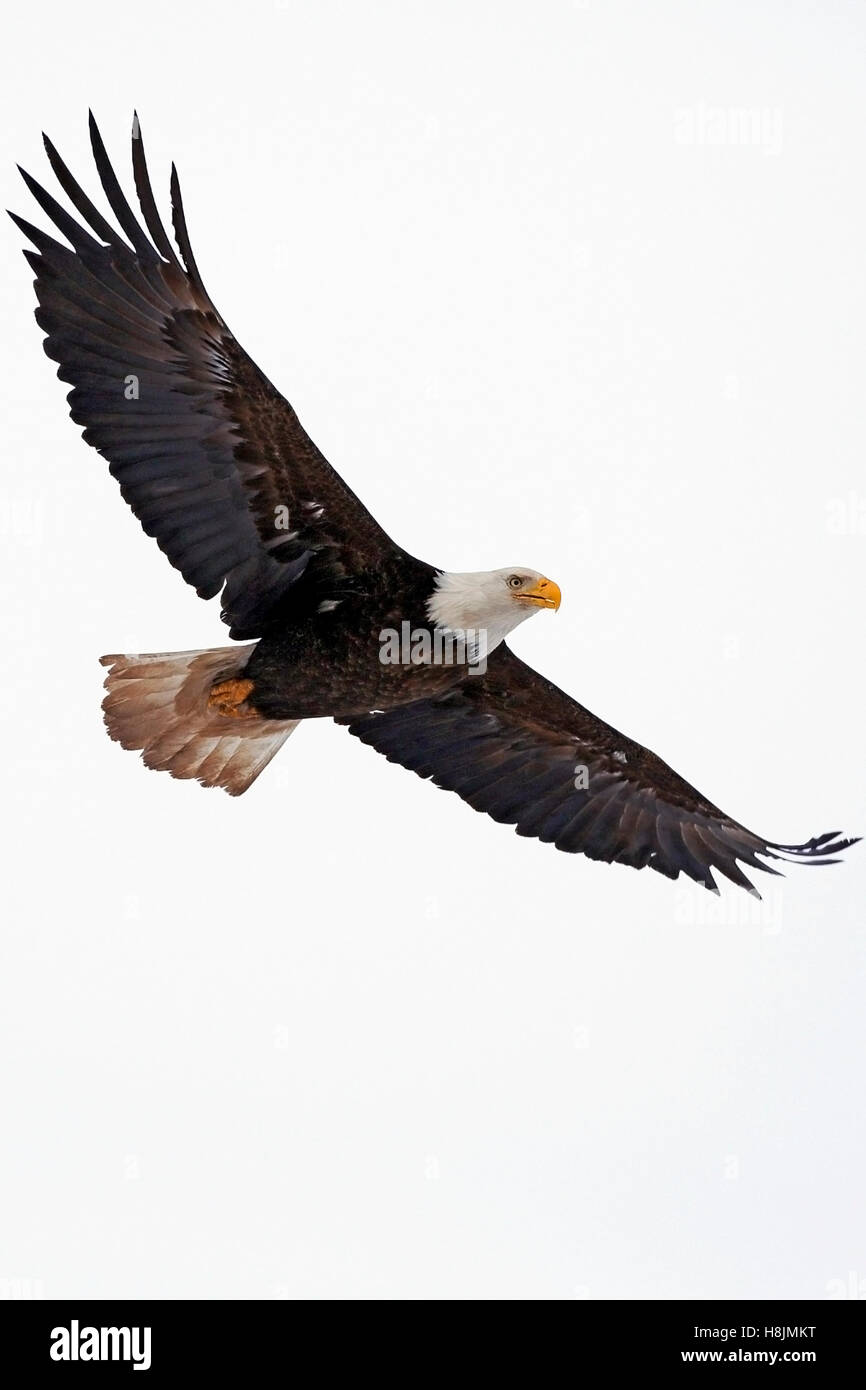 El águila calva en vuelo contra el fondo blanco Fotografía de stock - Alamy