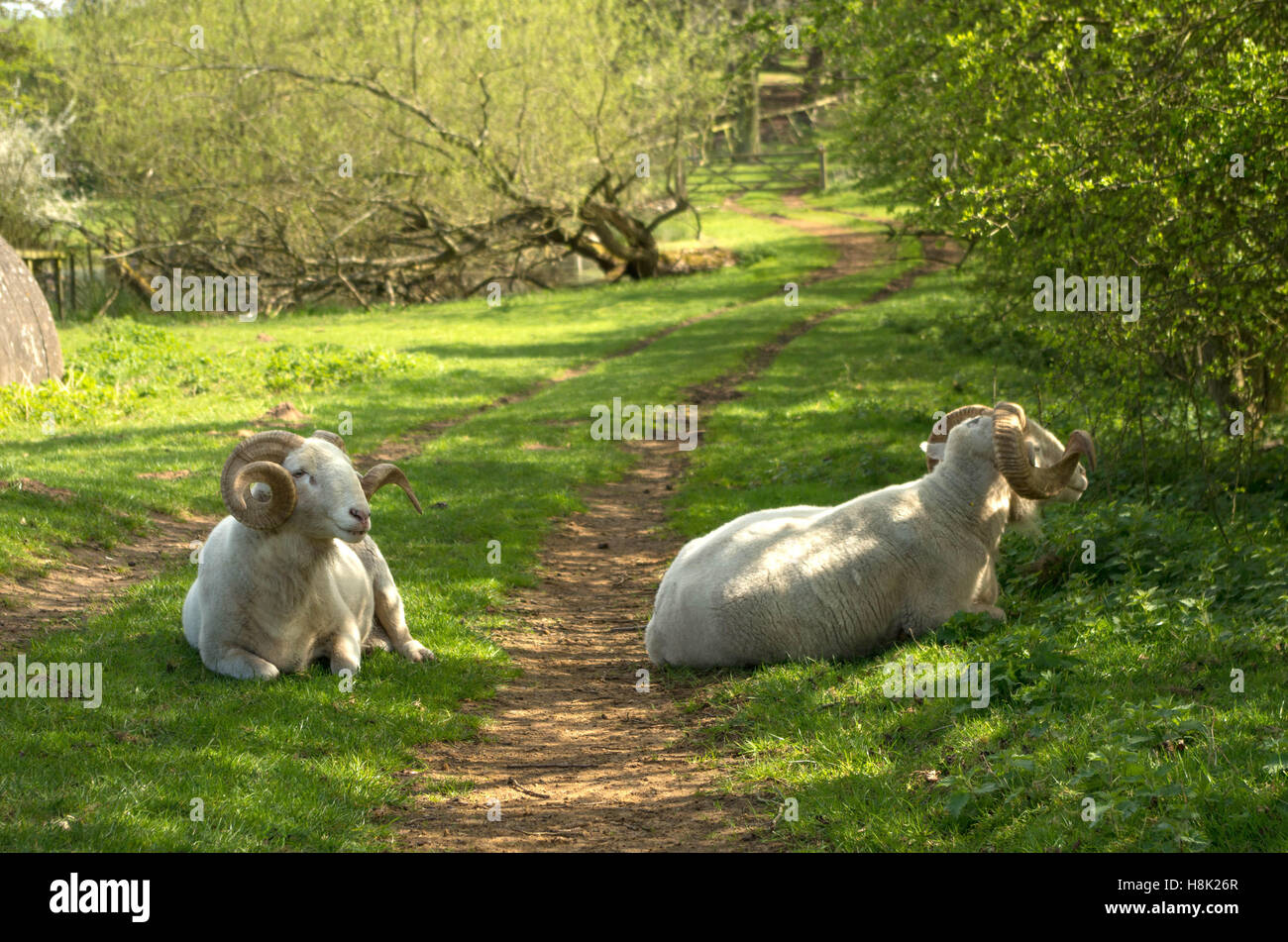 La imagen de una oveja blanca o émbolos con largos cuernos rizado Foto de stock