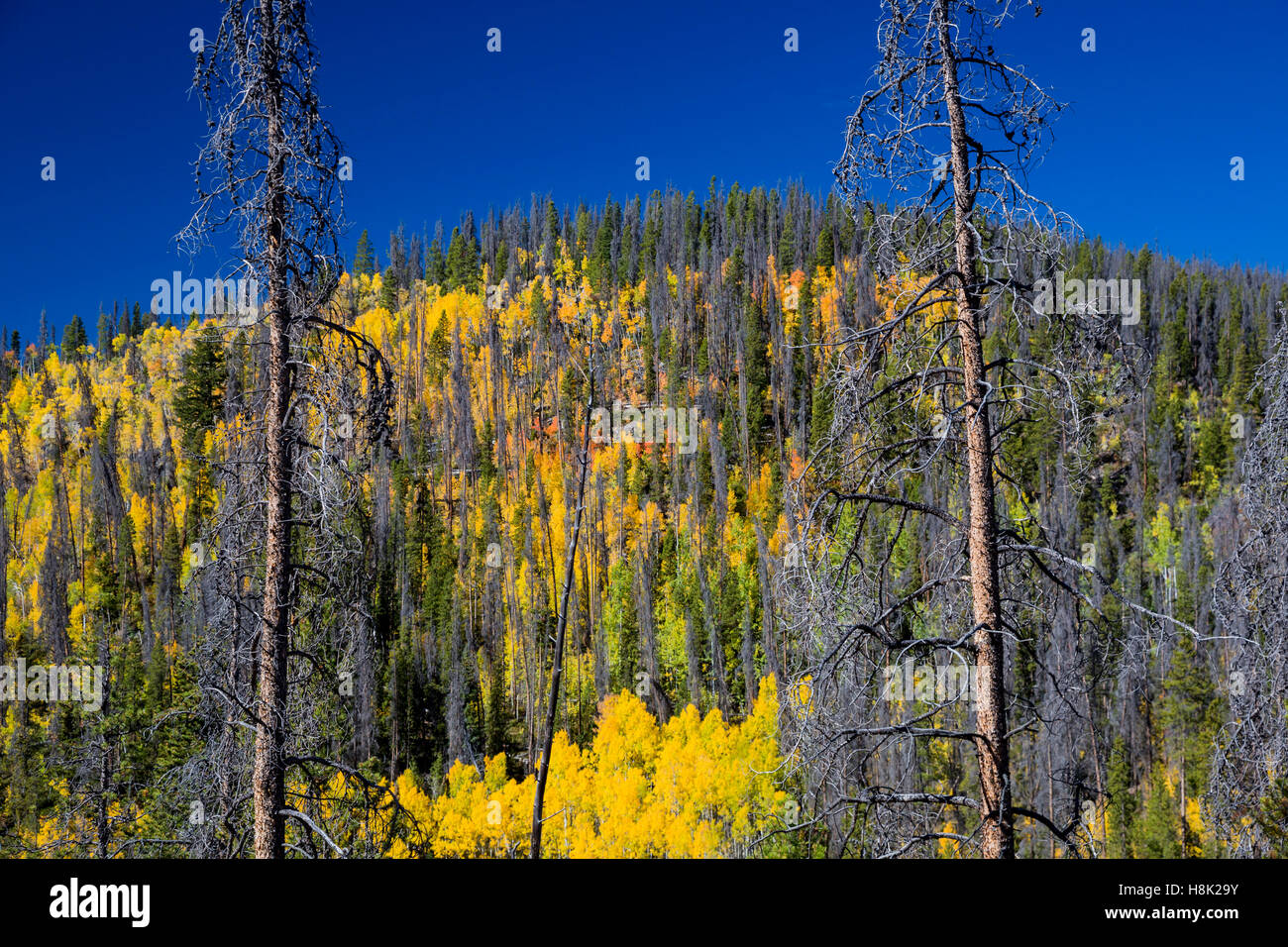 Tabernash, Colorado - Colores de otoño en las Montañas Rocosas en medio de los árboles muertos por el escarabajo de pino de montaña. Foto de stock