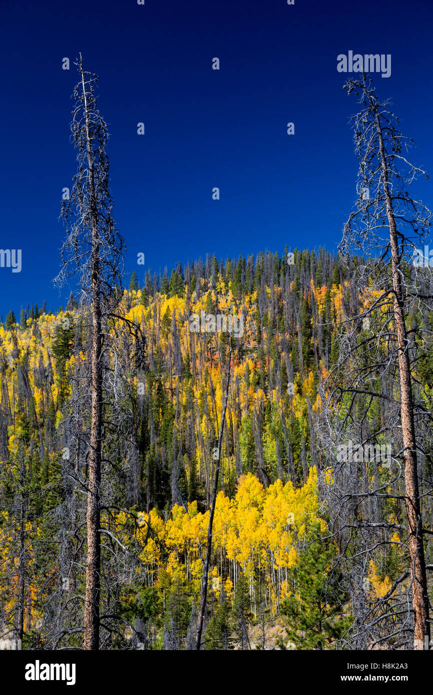 Tabernash, Colorado - Colores de otoño en las Montañas Rocosas en medio de los árboles muertos por el escarabajo de pino de montaña. Foto de stock