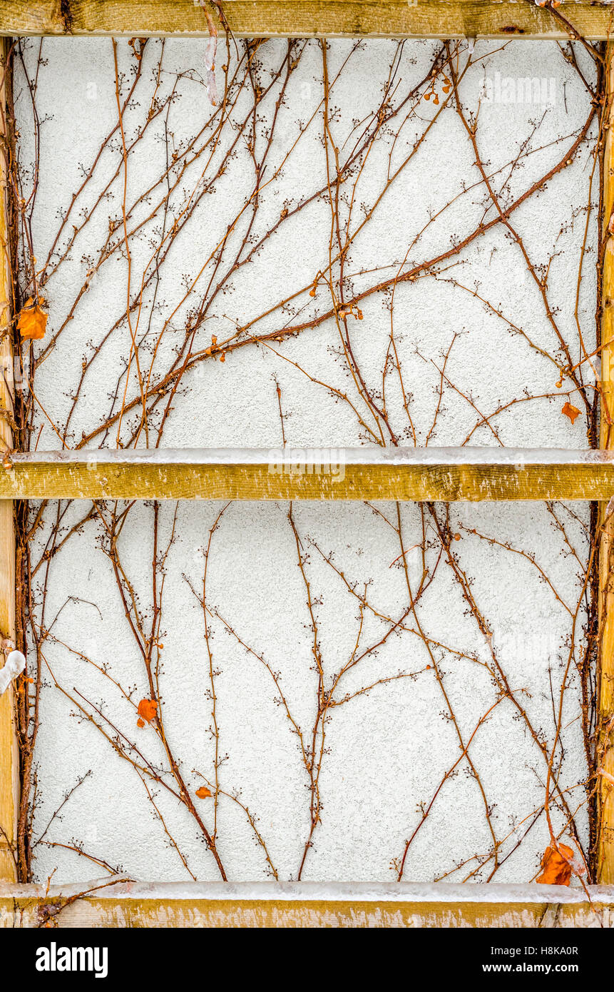 Boston hiedra sobre la pared blanca en invierno Foto de stock