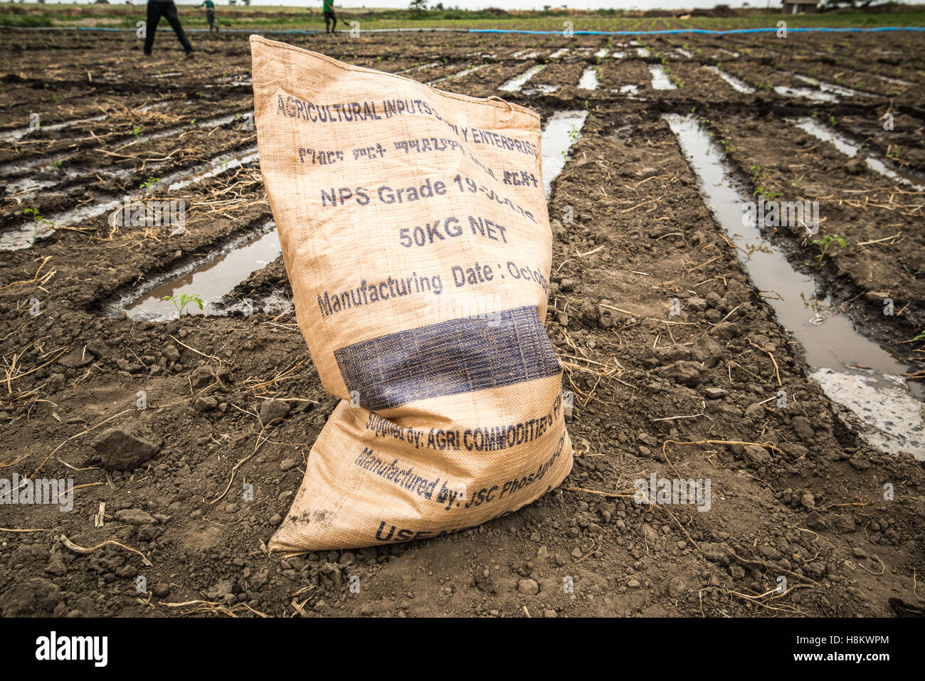 Batu Meki, Etiopía - Bolsa de fertilizante en un campo en la Cooperativa de Productores de Frutas y Hortalizas en Meki Batu. Foto de stock