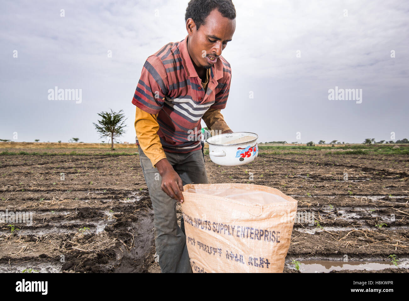 Batu Meki, Etiopía - Joven trabajador masculino extendiendo el fertilizante en cultivos pequeños en la Cooperativa de Productores de Frutas y Hortalizas en mí Foto de stock
