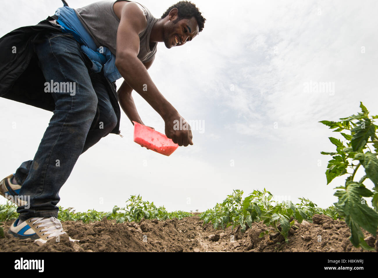 Batu Meki, Etiopía - Joven trabajador masculino extendiendo el fertilizante en cultivos pequeños en la Cooperativa de Productores de Frutas y Hortalizas en mí Foto de stock