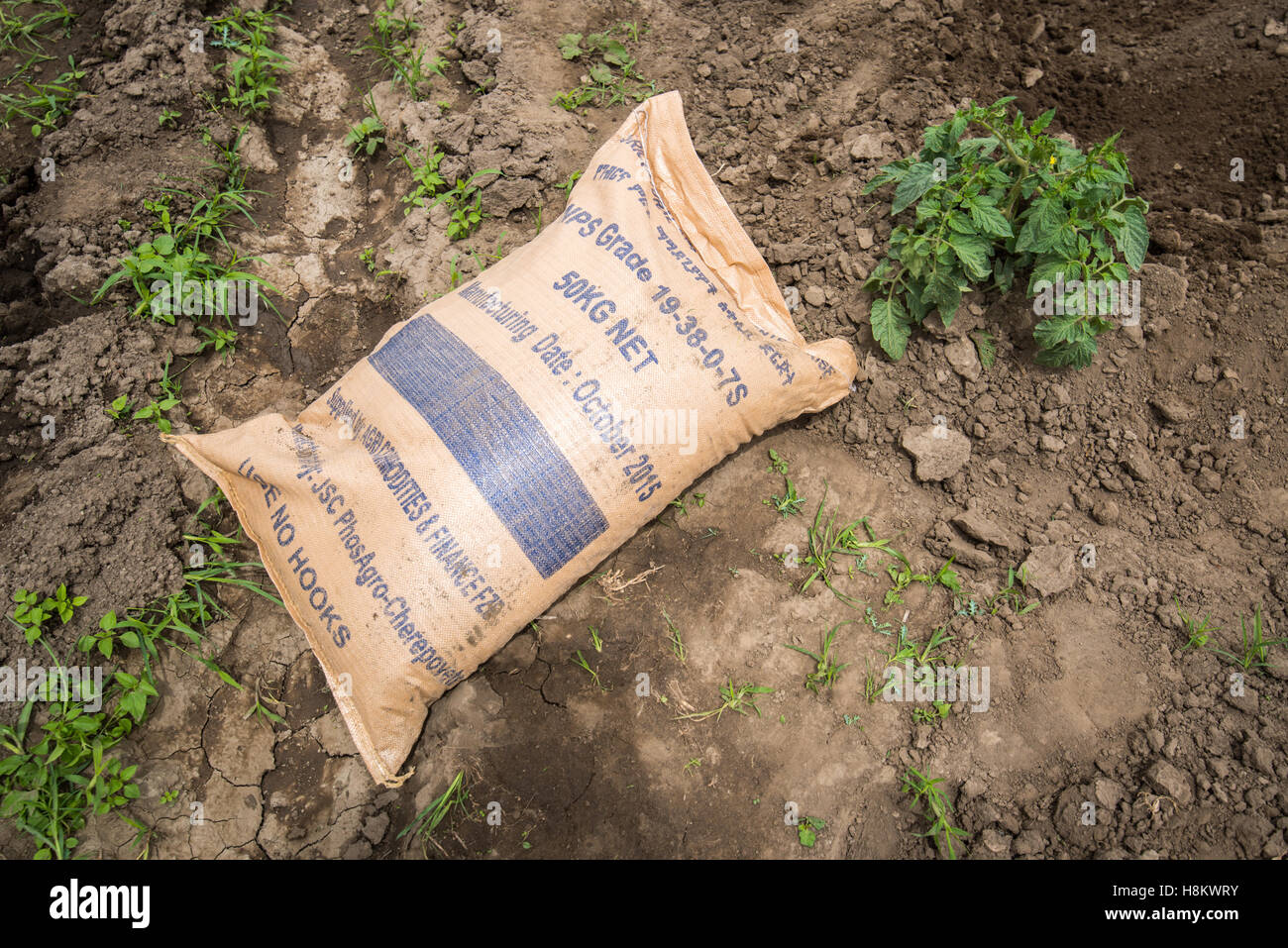 Batu Meki, Etiopía - Bolsa de fertilizante junto al joven pimienta plantas creciendo en un campo fertilizado en el sector de las frutas y hortalizas Gro Foto de stock