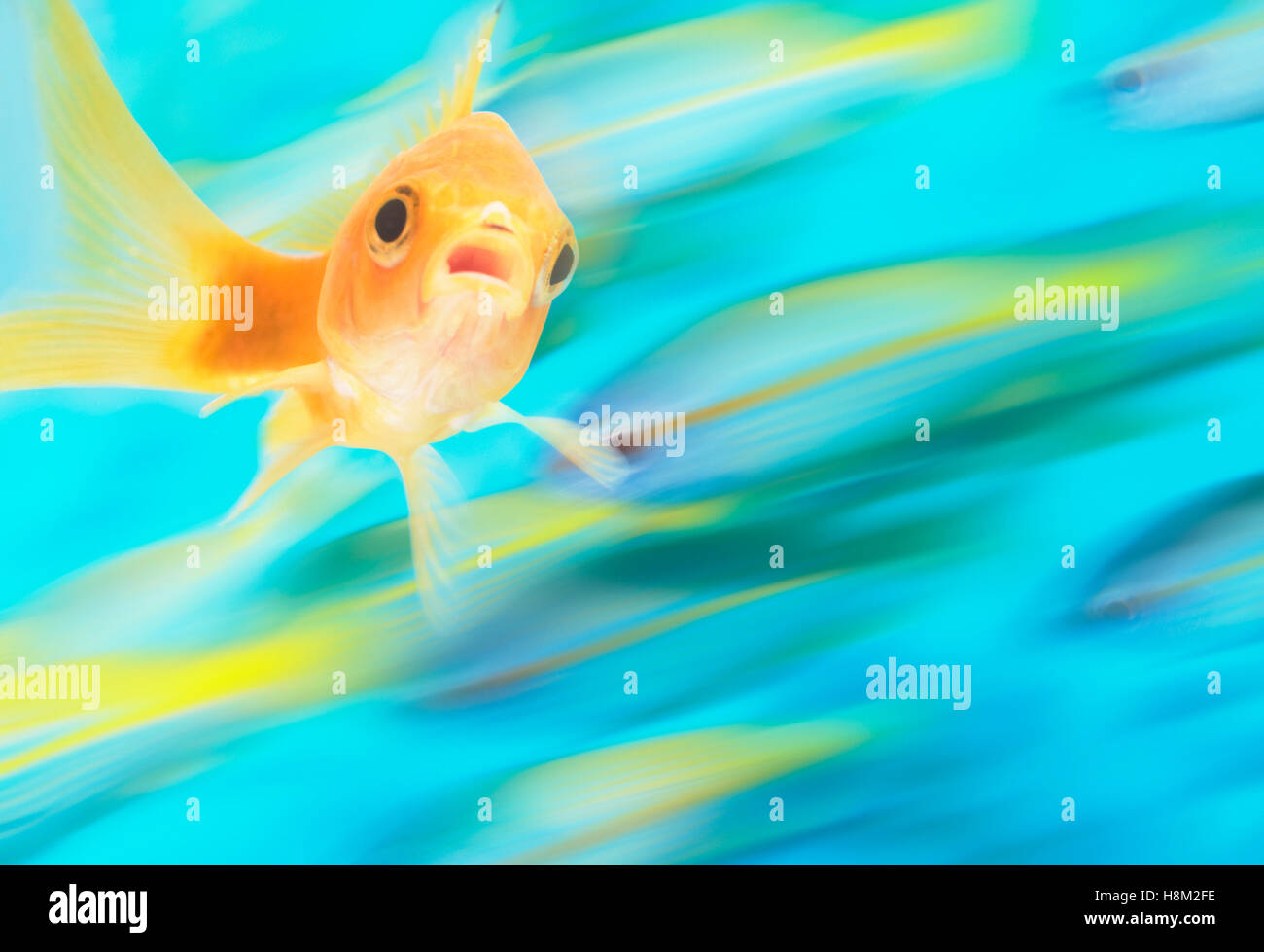 Gold Fish con escuela de peces en movimiento en el fondo, compuesta digital Foto de stock