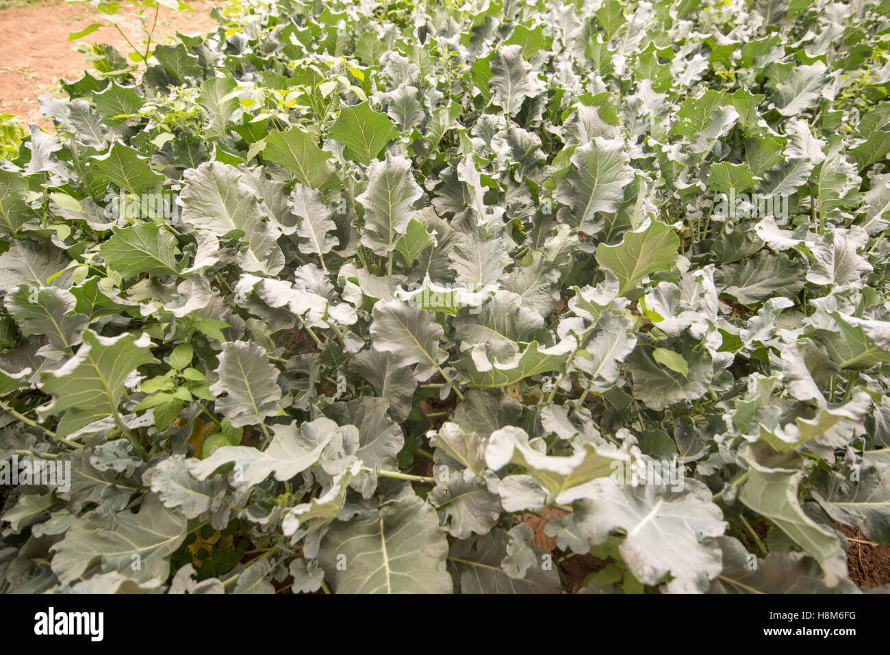 Beijing, China - Campo de verdes comestibles crecen en una granja cerca de Beijing, China. Foto de stock