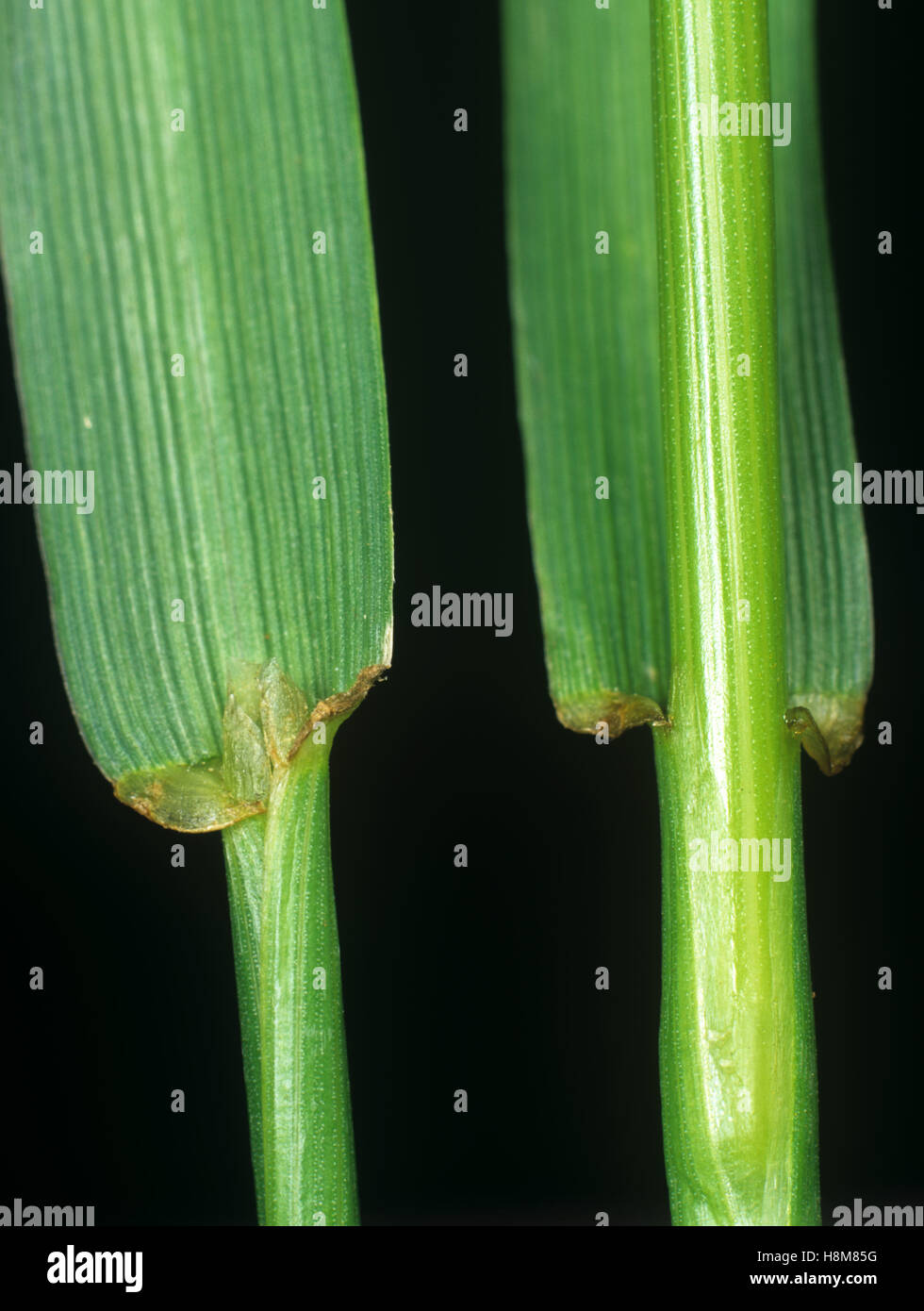 Ballica perenne, Lolium perenne, hojas ligule al nodo y leafstalk de una hierba agrícola Foto de stock
