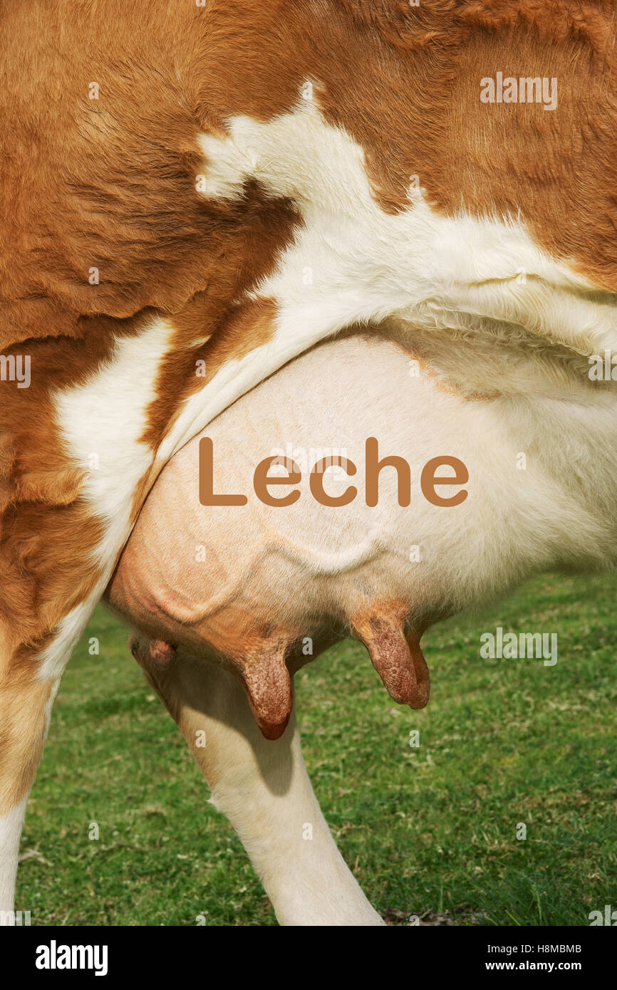 Extreme closeup de la ubre de la vaca marrón con la escritura Leche Foto de stock