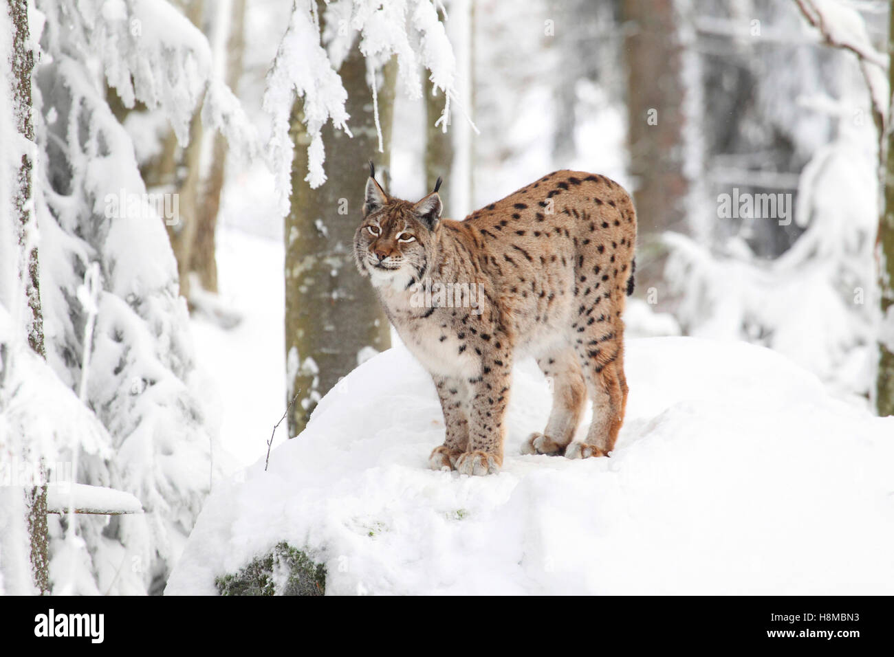 El lince europeo (Felis lynx Lynx lynx). Permanente de adultos en el bosque cubierto de nieve. Bavaria, Alemania Foto de stock