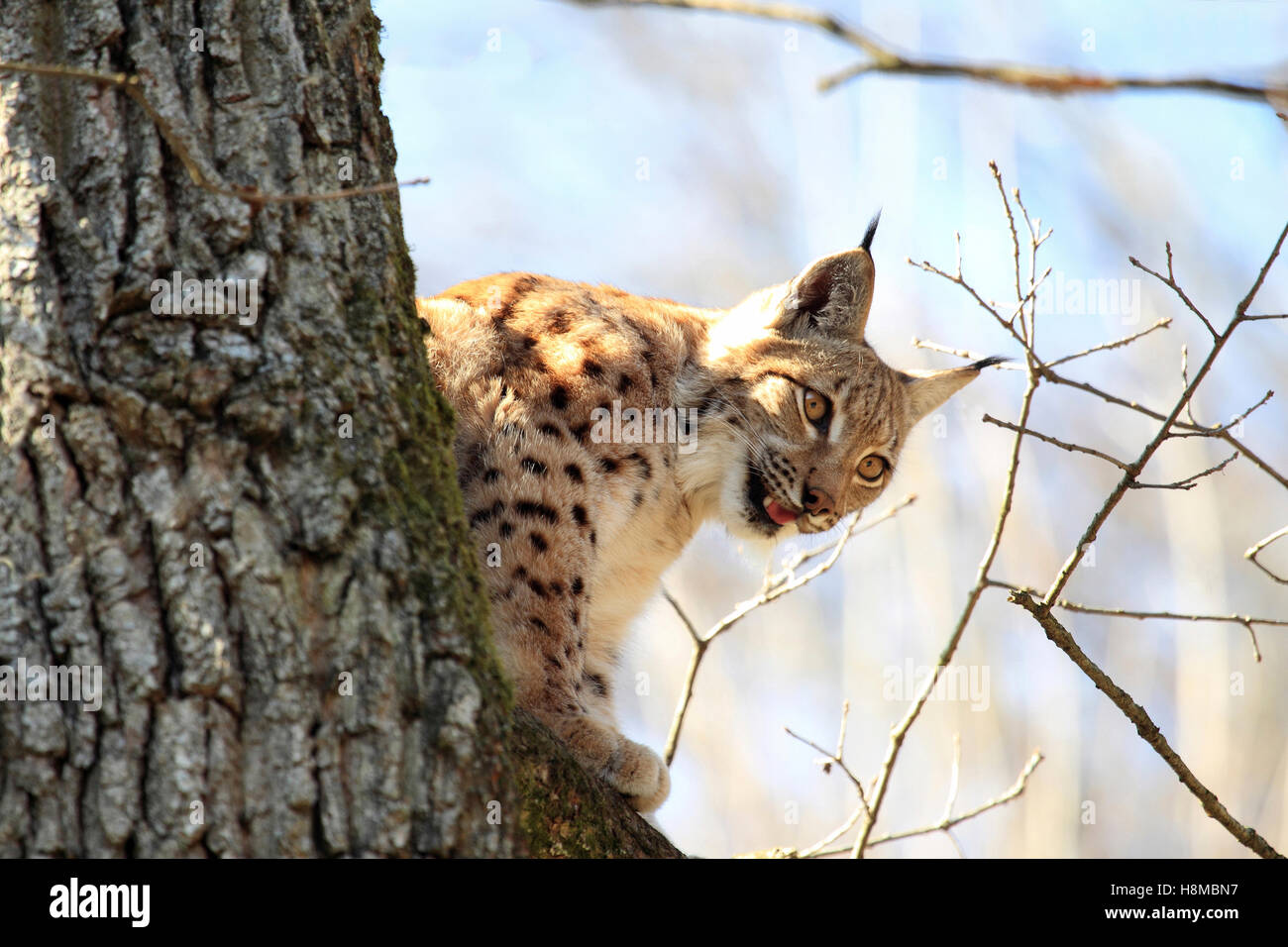 El lince europeo (Felis lynx Lynx lynx) en un árbol. Bavaria, Alemania Foto de stock