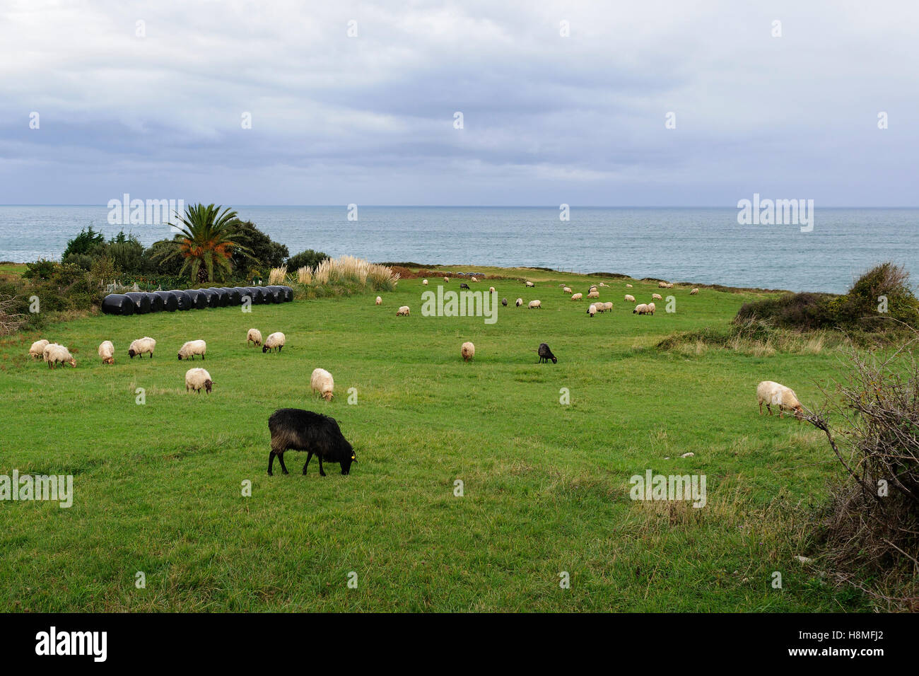 Un rebaño de ovejas pastando en la colina. Oriñon, Cantabria, España, Europa. Foto de stock