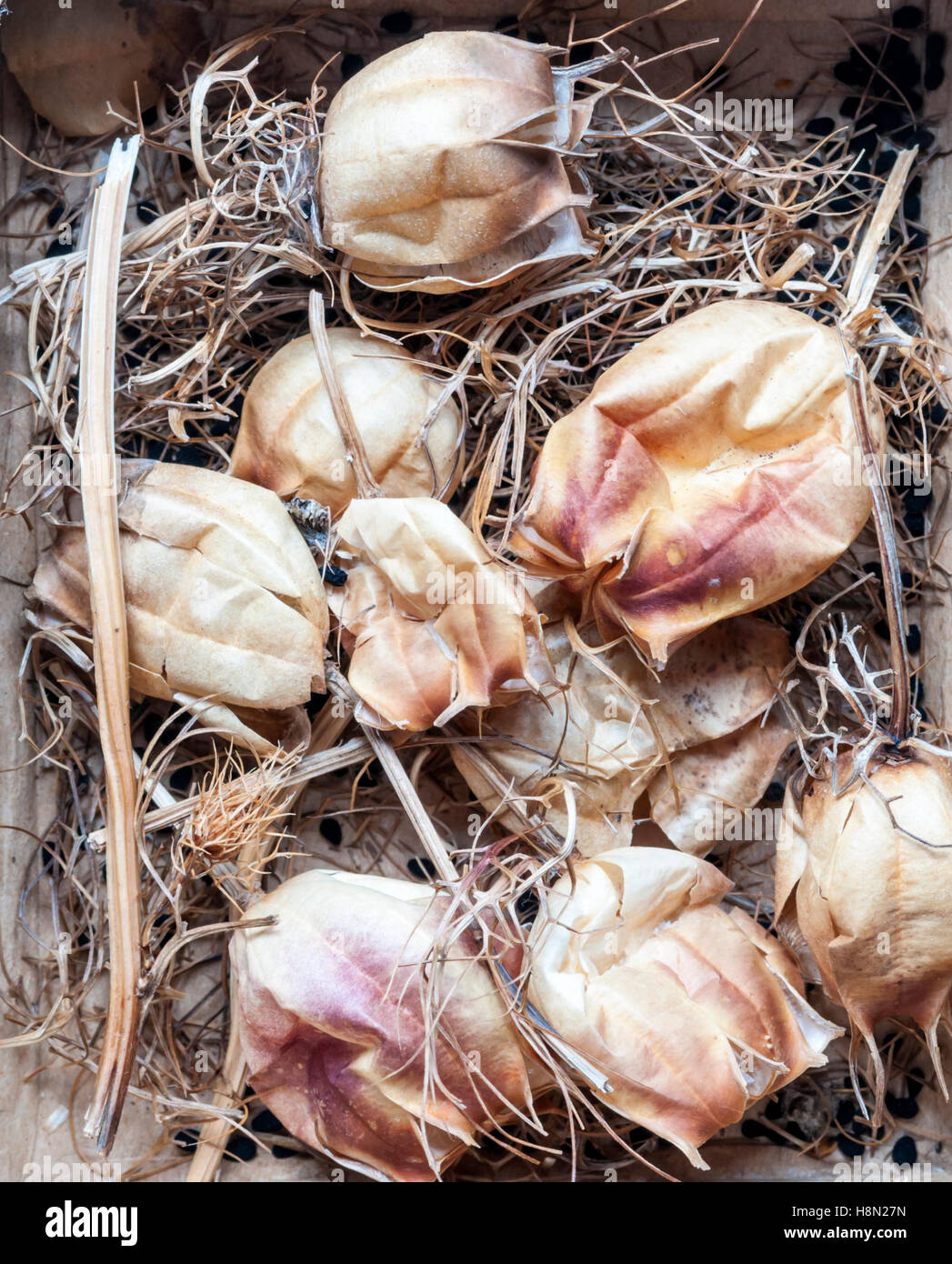 Una caja de secado de semillas de Nigella jefes mantienen a recoger las semillas para la siembra. Foto de stock