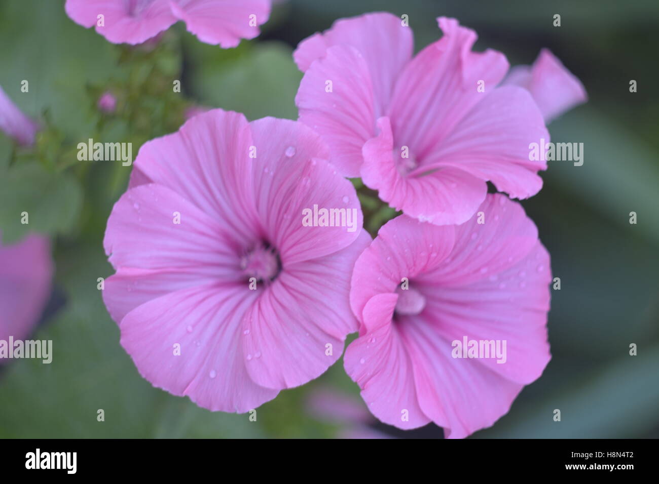 La Lavatera, flor rosa, flor Foto de stock