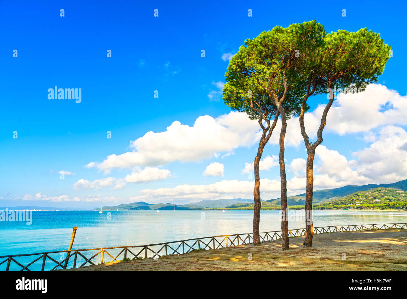 Grupo de pino en la playa y el mar de fondo de la bahía. Punta Ala, Toscana, Italia Foto de stock