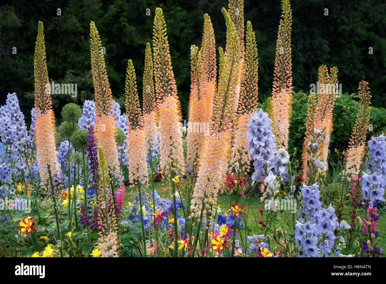 Tall Eremurus Foxtail (Lily) y otras flores en el jardín Schrieners Foto de stock