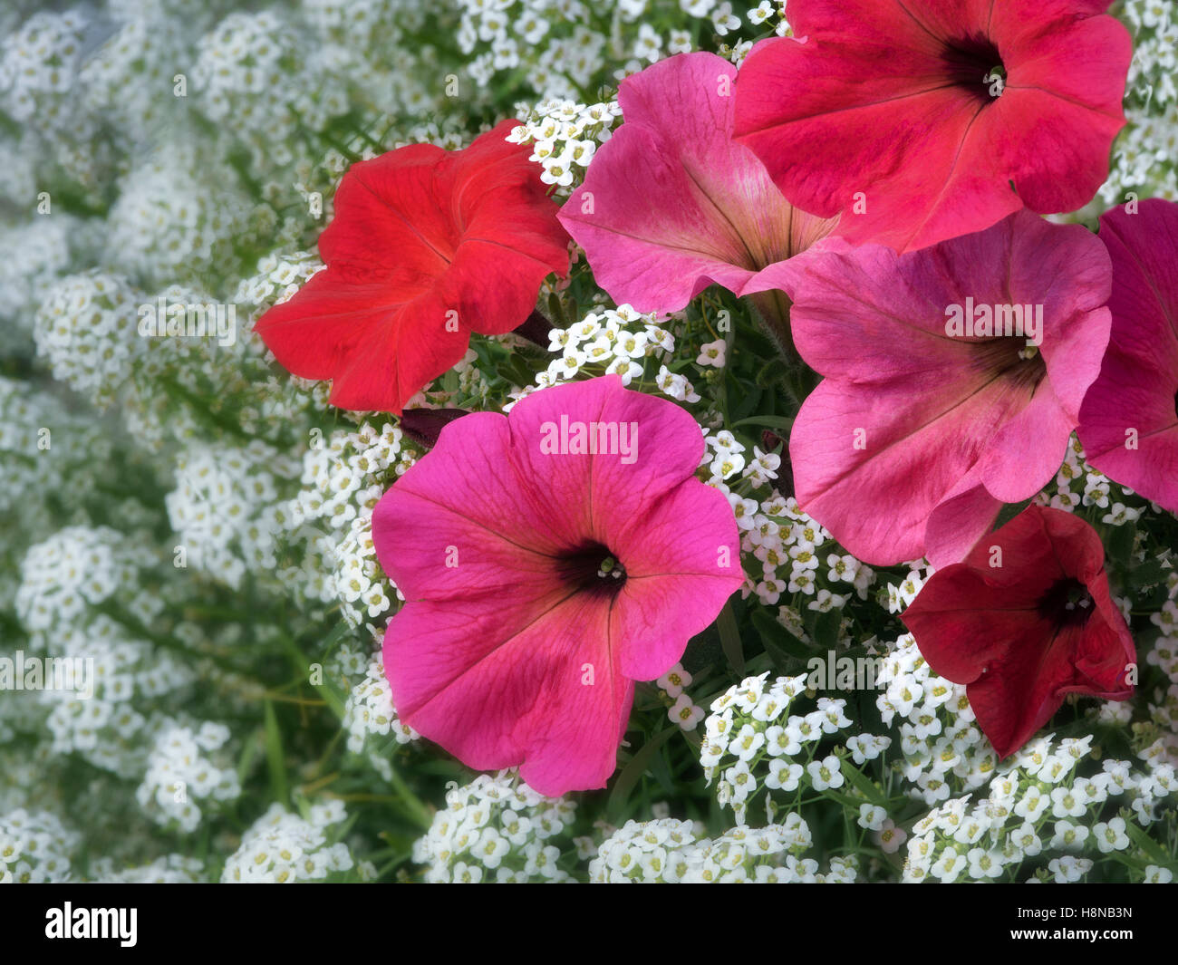Cerca de petunias y alysum rojas flores. Oregon Foto de stock