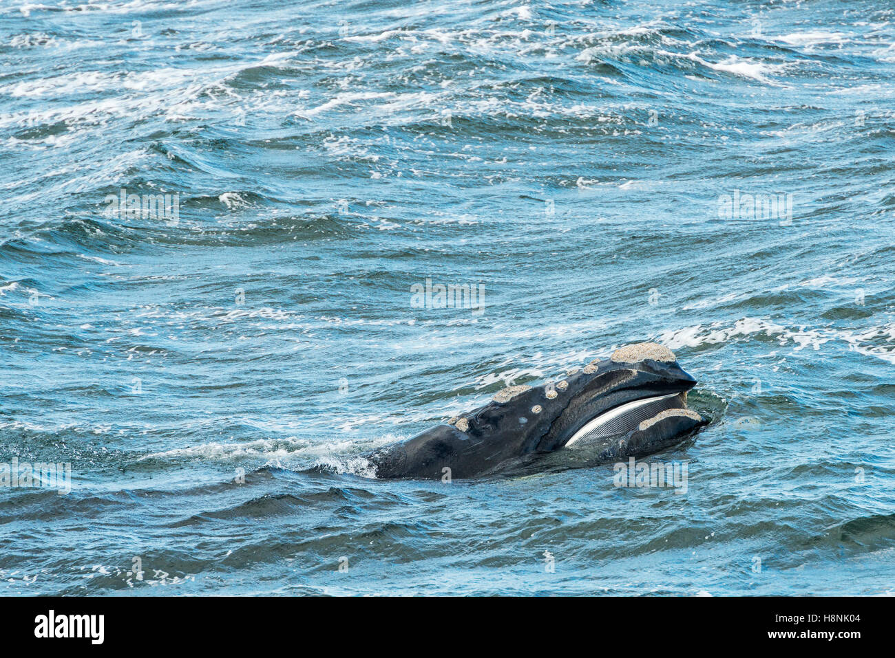 Las superficies de la Ballena Franca Austral desde el océano Foto de stock