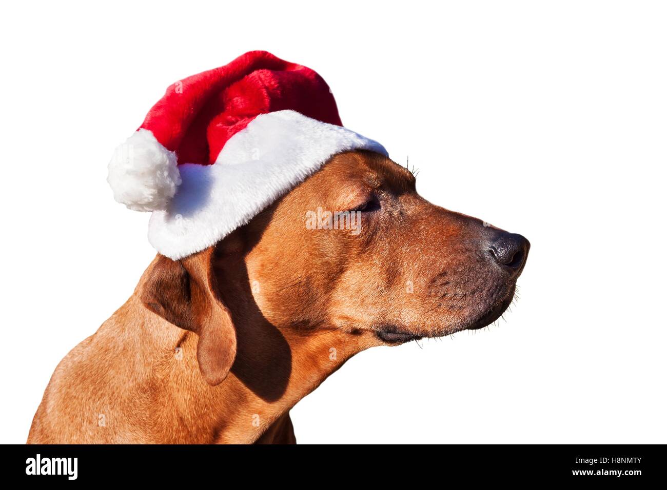 Leia cayó insondable Perro de Navidad esperando los regalos. Triste Navidad de perro en la tapa.  Lugar para tu anuncio. Aislado sobre fondo blanco Fotografía de stock -  Alamy