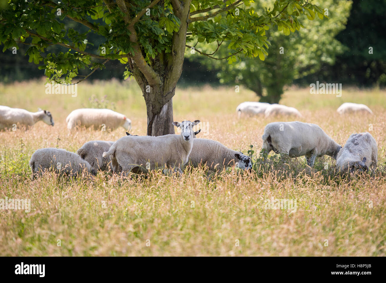 Reino Unido, Inglaterra, Yorkshire - ovejas en una pastura sobre la base de la histórica sala Kiplin, en Yorkshire, Inglaterra. Foto de stock