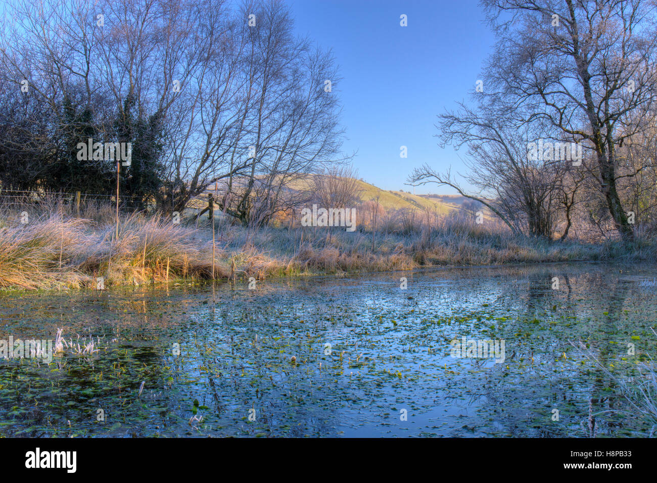 Los hábitats - Granja estanque en una helada mañana. Powys, Gales. De enero. Foto de stock