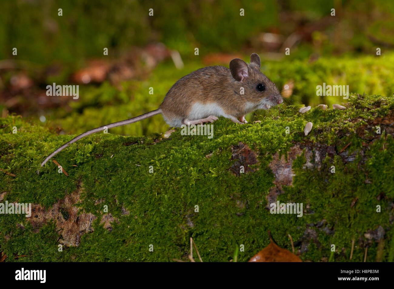 Madera (Apodemus sylvaticus) ratón adulto en el bosque. Powys, Gales. Febrero. Foto de stock